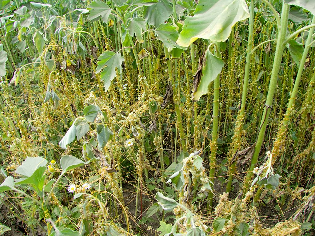 Cuscuta